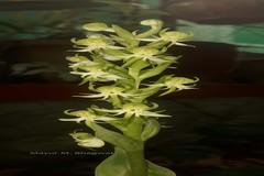 Habenaria gibsonii